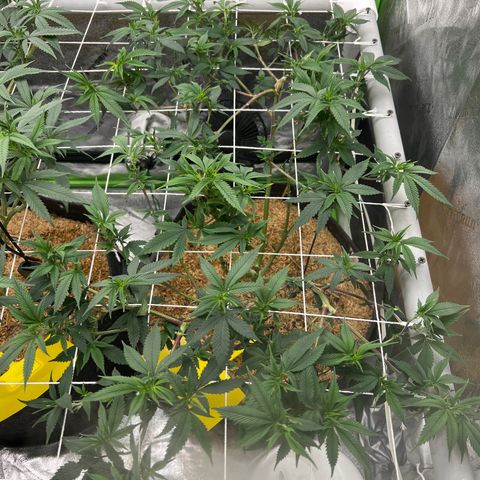 Step Child growlog timeline photo