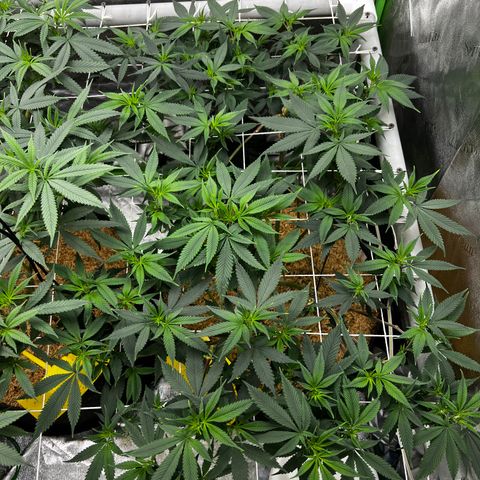 Step Child growlog timeline photo