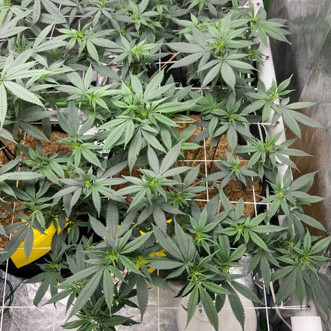 Step Child growlog timeline photo