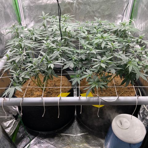 Step Child growlog timeline photo