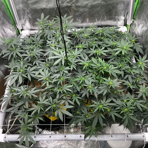Step Child growlog timeline photo