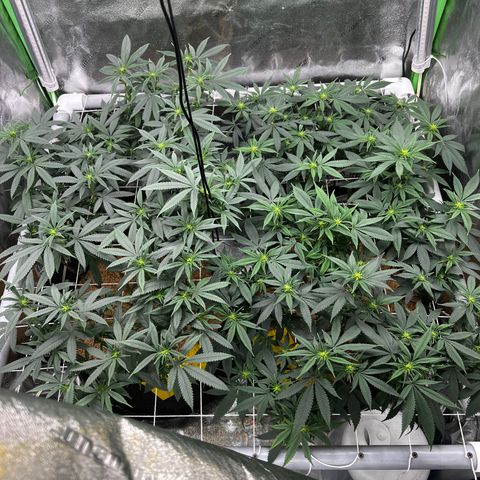 Step Child growlog timeline photo