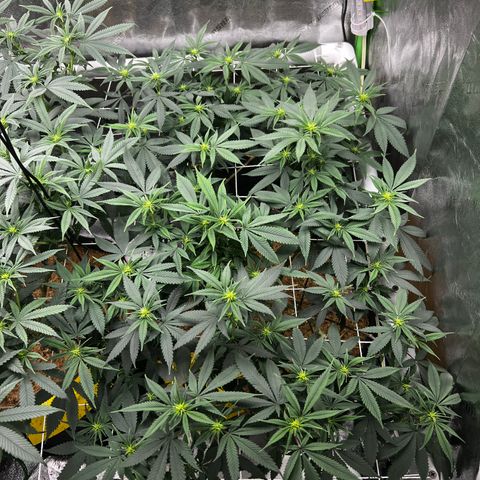 Step Child growlog timeline photo