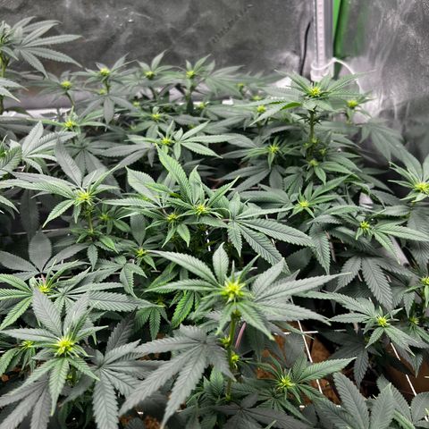 Step Child growlog timeline photo