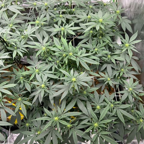 Step Child growlog timeline photo