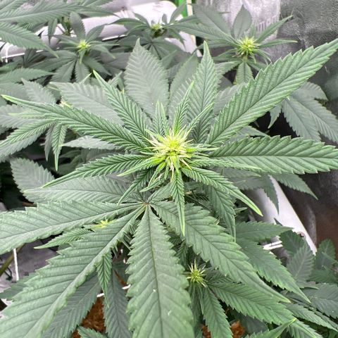 Step Child growlog timeline photo