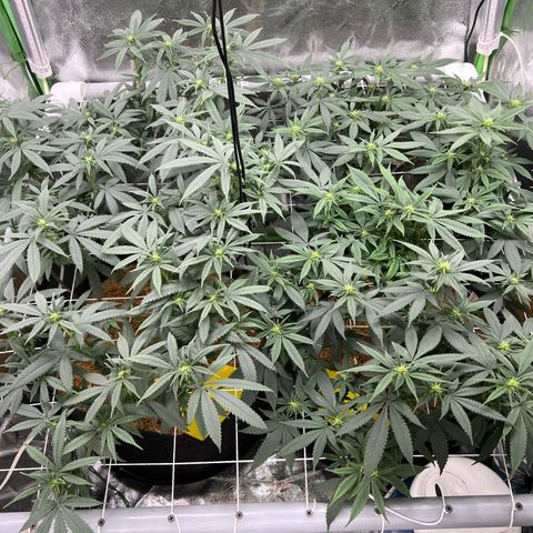 Step Child growlog timeline photo