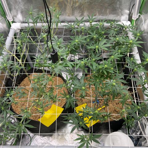 Step Child growlog timeline photo