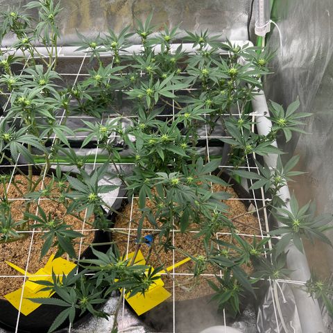 Step Child growlog timeline photo