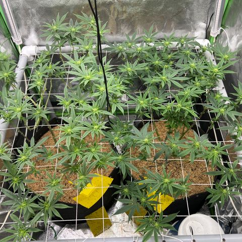 Step Child growlog timeline photo