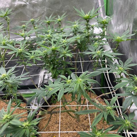 Step Child growlog timeline photo