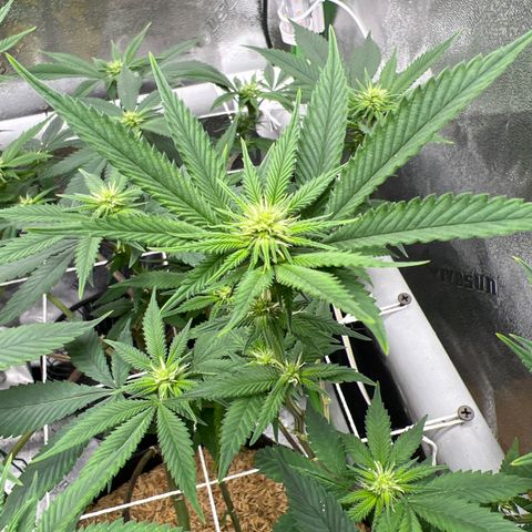 Step Child growlog timeline photo