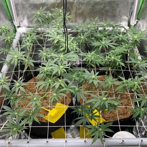 Step Child growlog timeline photo