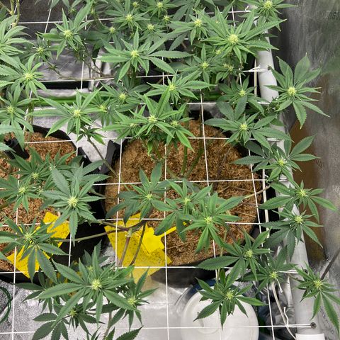 Step Child growlog timeline photo