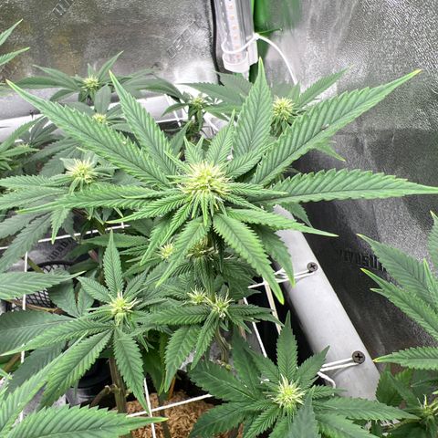 Step Child growlog timeline photo