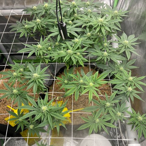 Step Child growlog timeline photo