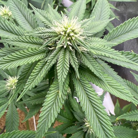 Step Child growlog timeline photo