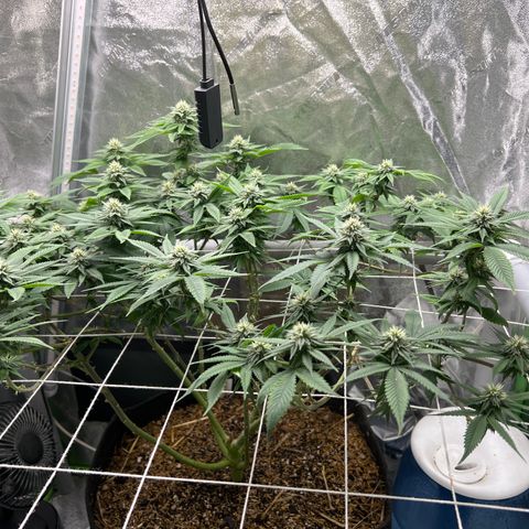 Step Child growlog timeline photo