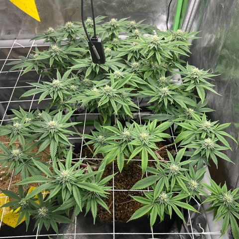 Step Child growlog timeline photo