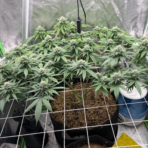 Step Child growlog timeline photo