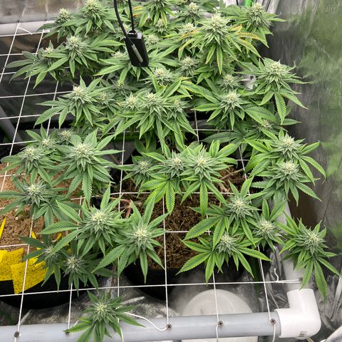 Step Child growlog timeline photo