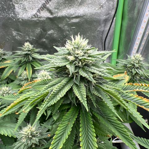 Step Child growlog timeline photo