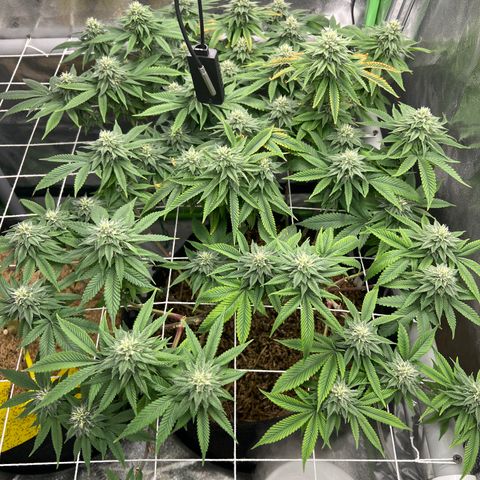 Step Child growlog timeline photo