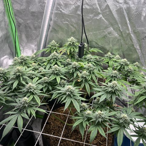 Step Child growlog timeline photo