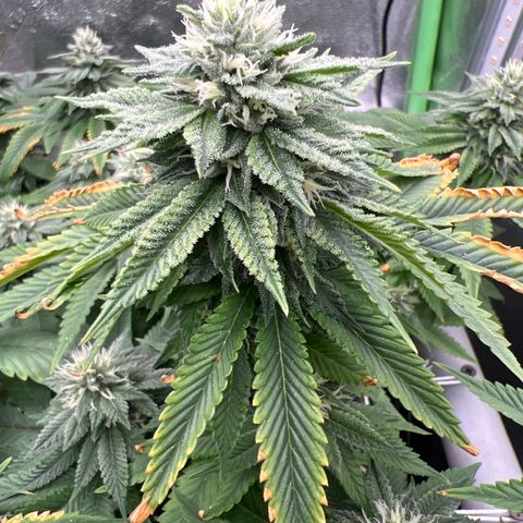 Step Child growlog timeline photo