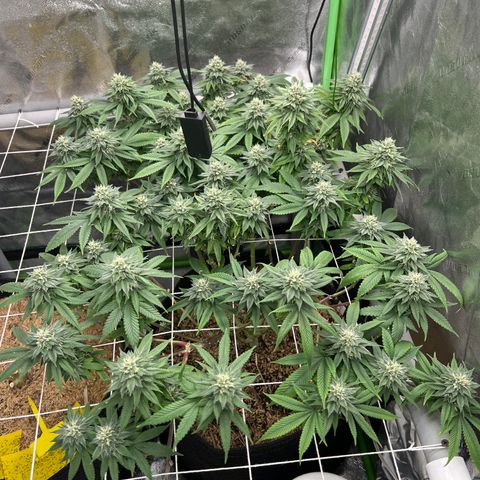 Step Child growlog timeline photo