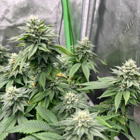 Step Child growlog timeline photo
