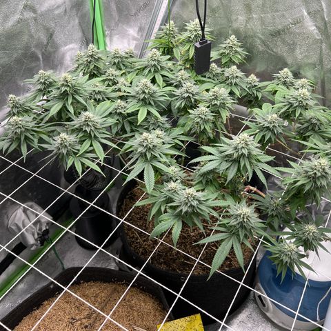 Step Child growlog timeline photo