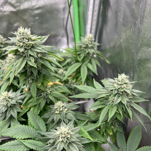 Step Child growlog timeline photo