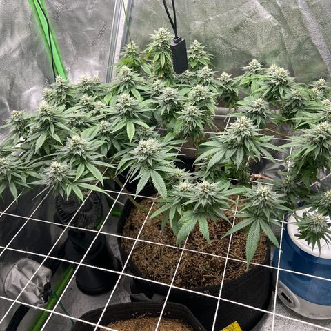 Step Child growlog timeline photo