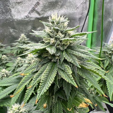 Step Child growlog timeline photo