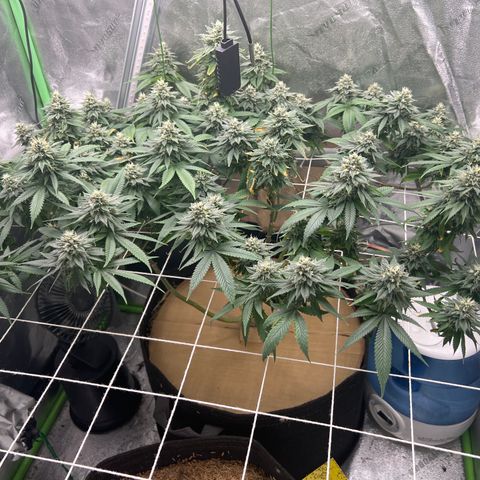 Step Child growlog timeline photo