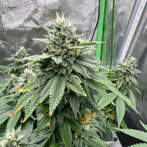Step Child growlog timeline photo