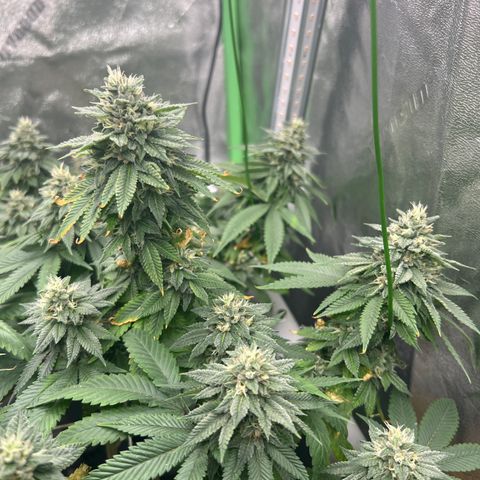 Step Child growlog timeline photo