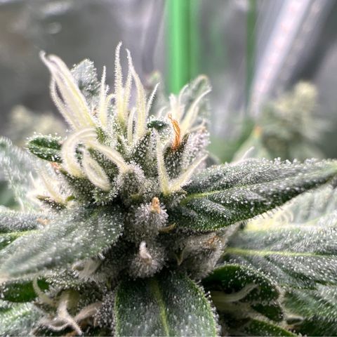 Step Child growlog timeline photo