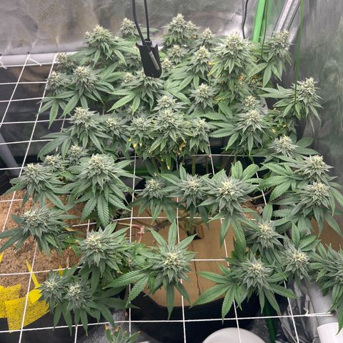 Step Child growlog timeline photo