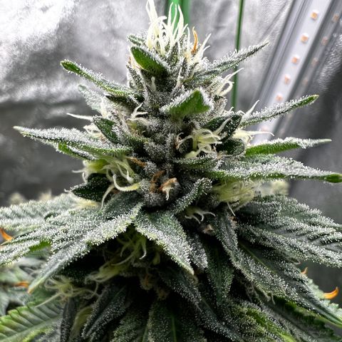 Step Child growlog timeline photo