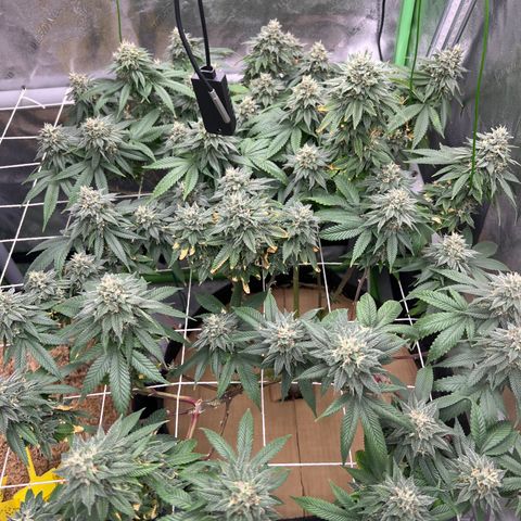 Step Child growlog timeline photo