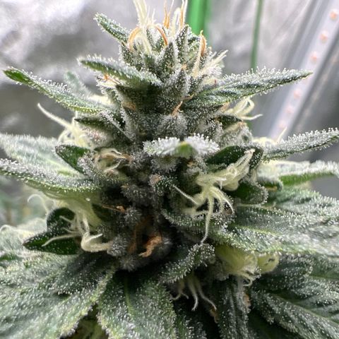 Step Child growlog timeline photo