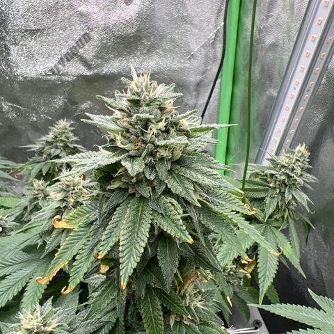 Step Child growlog timeline photo