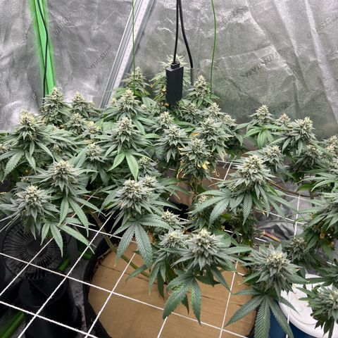 Step Child growlog timeline photo