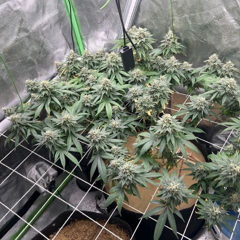 Step Child growlog timeline photo