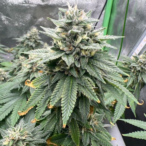 Step Child growlog timeline photo