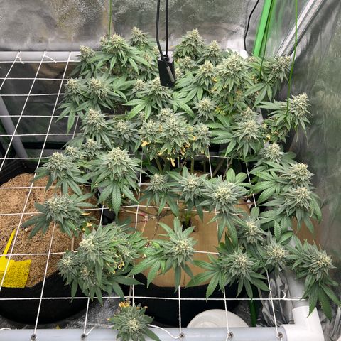 Step Child growlog timeline photo