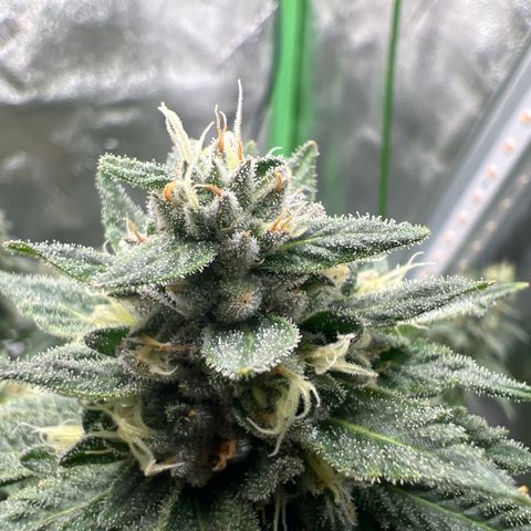 Step Child growlog timeline photo