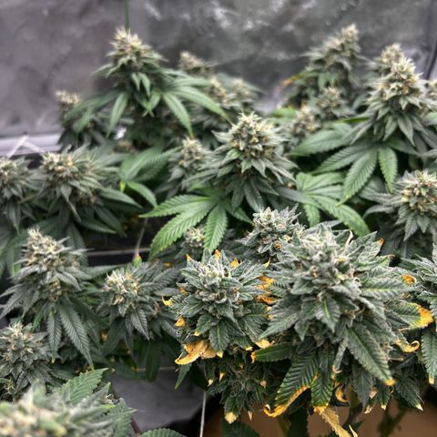Step Child growlog timeline photo
